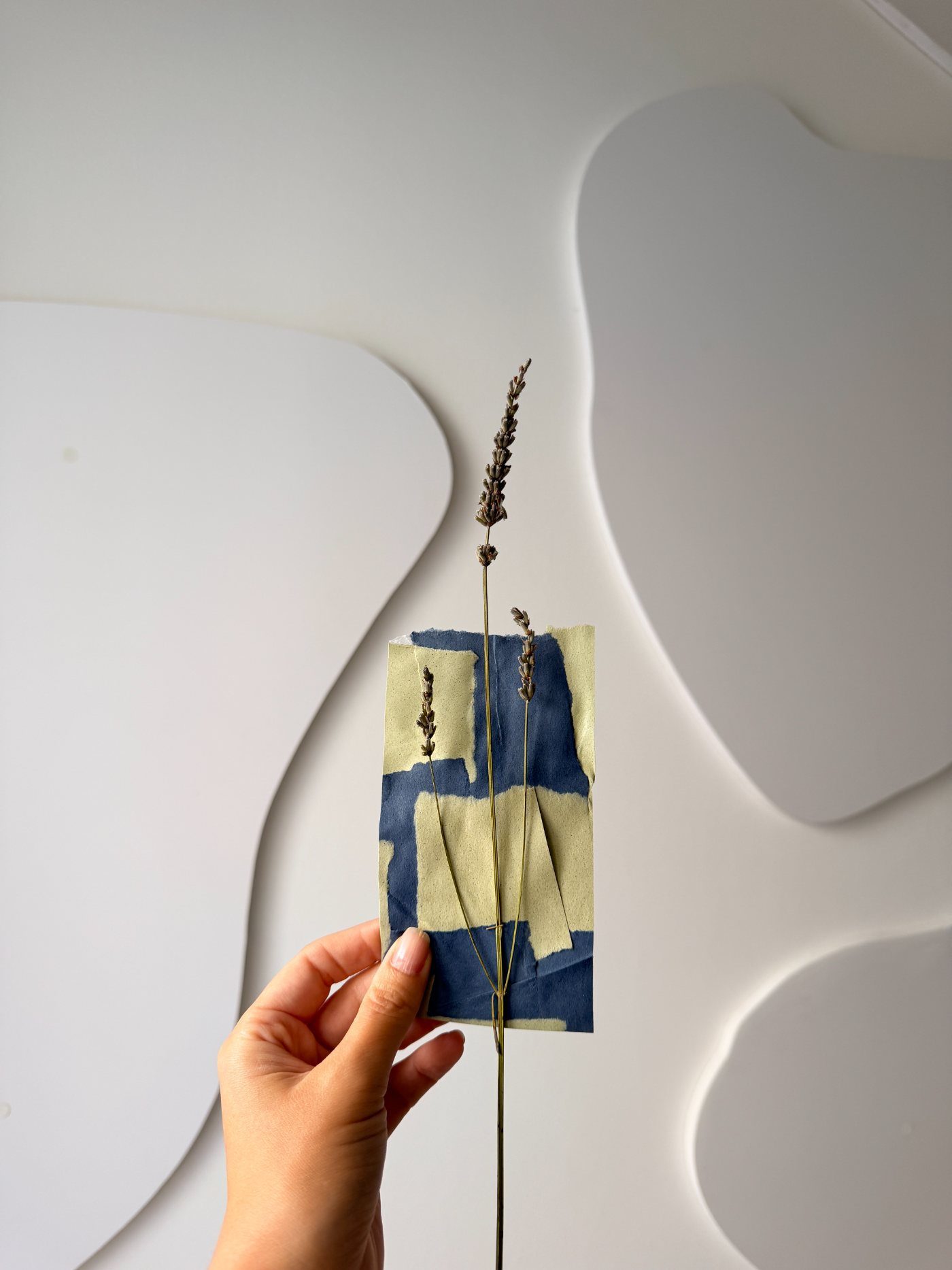 Torn paper with dried lavender